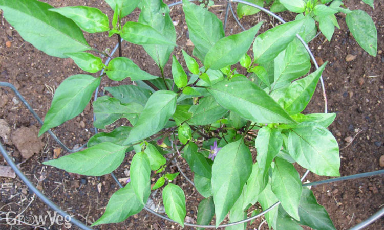 Peppers in a tomato cage