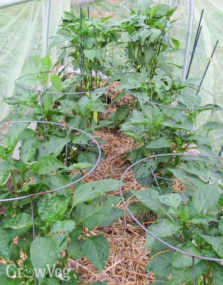 Supporting peppers with stakes and cages