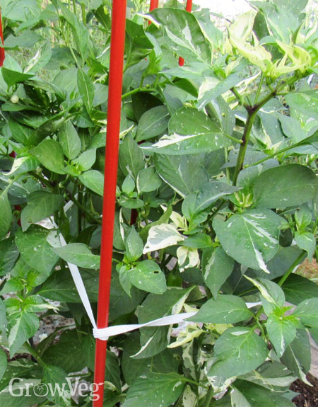 Capsicum supported with elastic