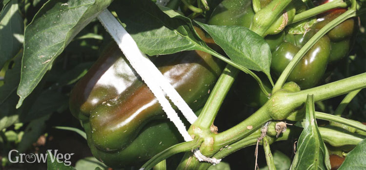 Supporting heavy capsicum branches