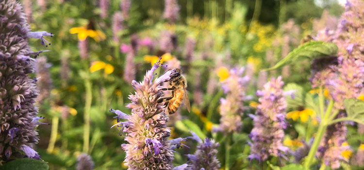 A honeybee visits anise hyssop (Agastache). Photo used by permission of Spikenard Farm Honeybee Sanctuary.