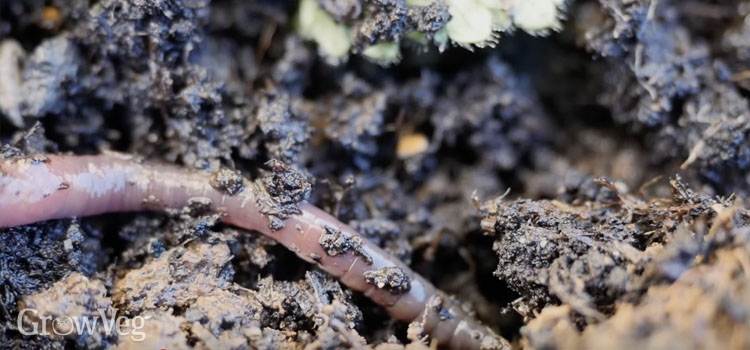 A handful of soil