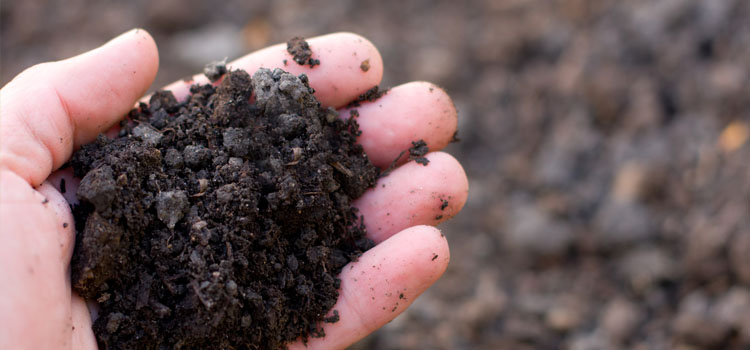 A handful of soil