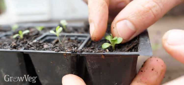 Thinning seedlings