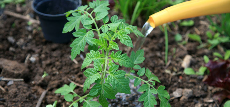 Watering a tomato seedling