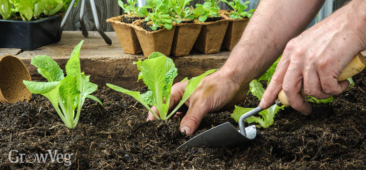 Planting lettuce seedlings