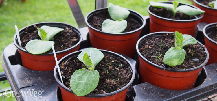 Seedlings in pots