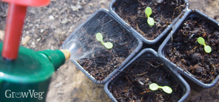 Watering seedlings