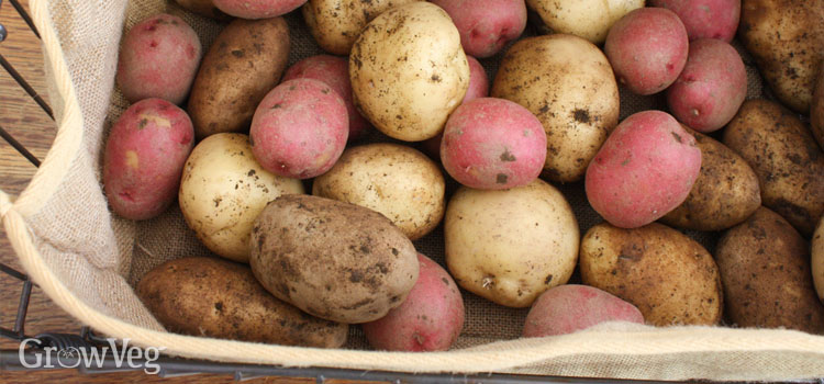 Potatoes stored in a burlap bag
