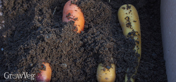 https://gardenplannerwebsites.azureedge.net/blog/storing-root-vegetables-in-sand-carrots-2x.jpg