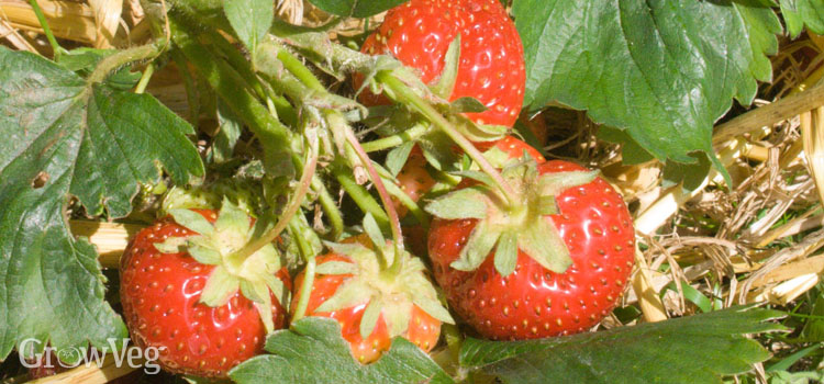 “Strawberries