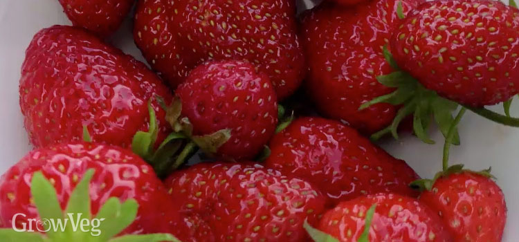 Harvested strawberries