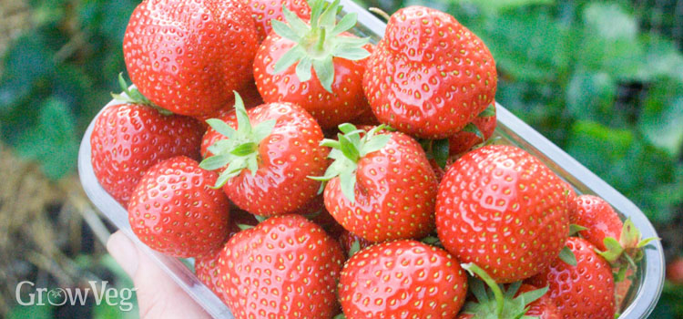 https://gardenplannerwebsites.azureedge.net/blog/strawberries-harvested-2x.jpg