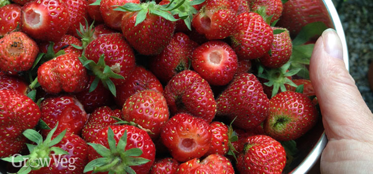 A bowl of 'superfood' strawberries