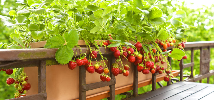 direktør os selv Asser Growing Strawberries in Pots