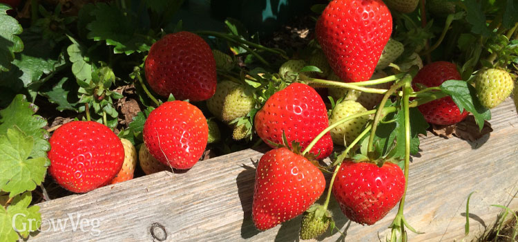 https://gardenplannerwebsites.azureedge.net/blog/strawberries-in-raised-bed-2x.jpg
