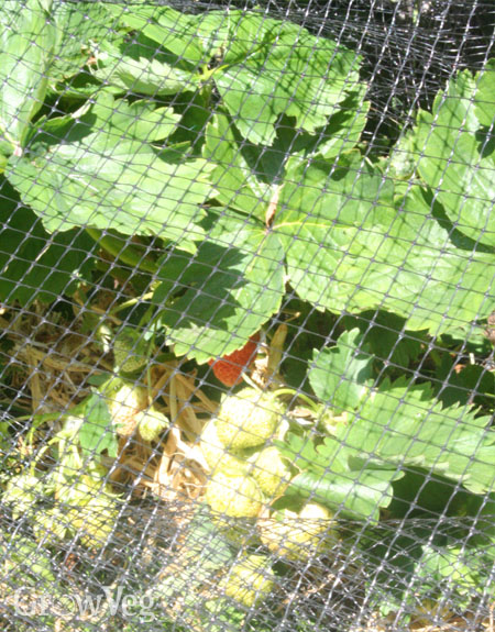 Strawberry netting