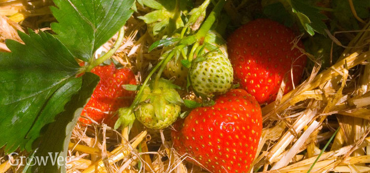 Strawberries mulched with straw
