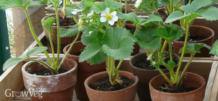 Strawberries in pots in the greenhouse