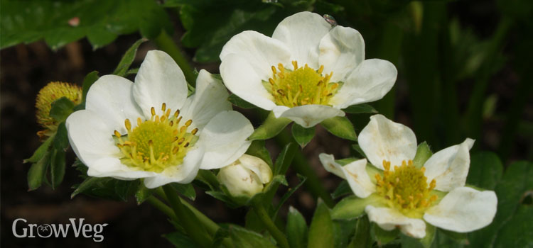 Early flowers on strawberries