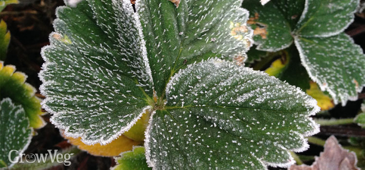 Frost on strawberry leaves