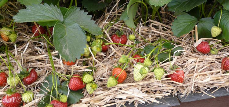 Strawberries mulched with straw