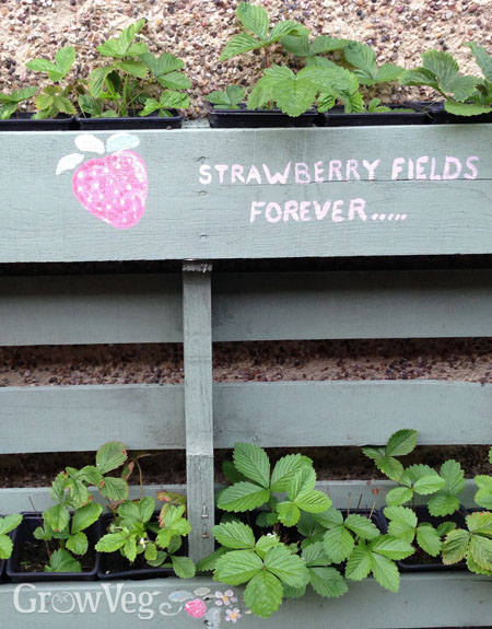 “Strawberry
