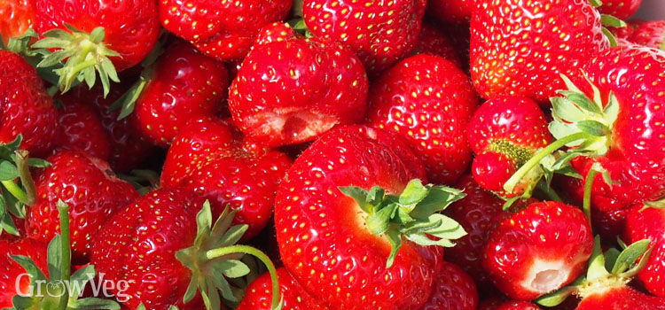 https://gardenplannerwebsites.azureedge.net/blog/strawberry-propagation-fruits-2x.jpg