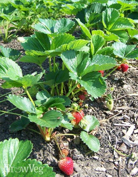 Row of strawberry plants
