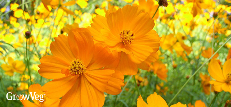 Cosmos flower