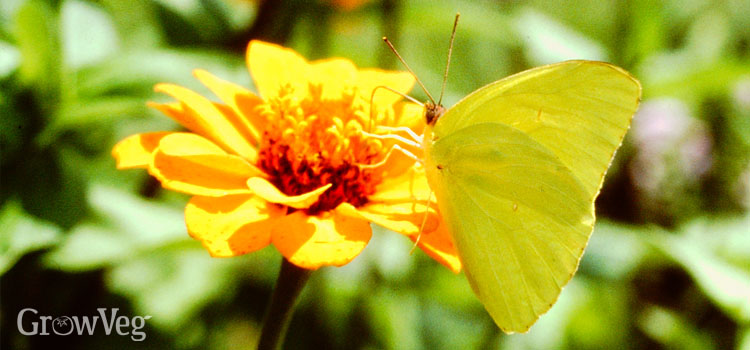 https://gardenplannerwebsites.azureedge.net/blog/sulphur-butterfly-2x.jpg