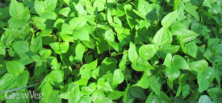 Beans as a cover crop