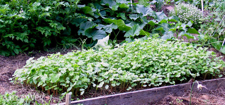 Buckwheat