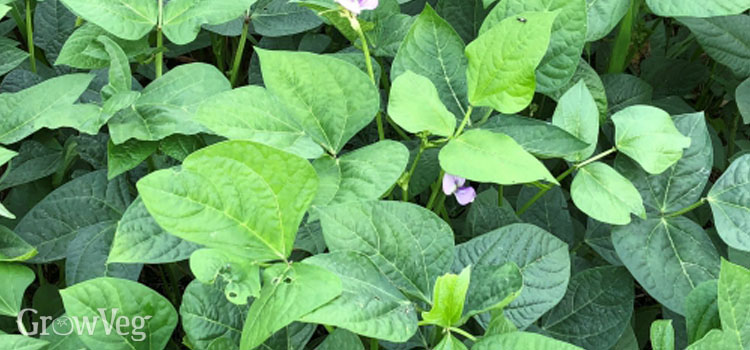Cowpeas aka crowder peas or southern peas