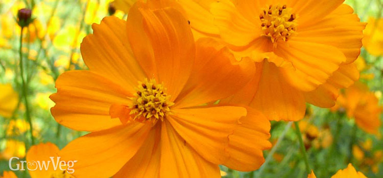 Sulfur cosmos
