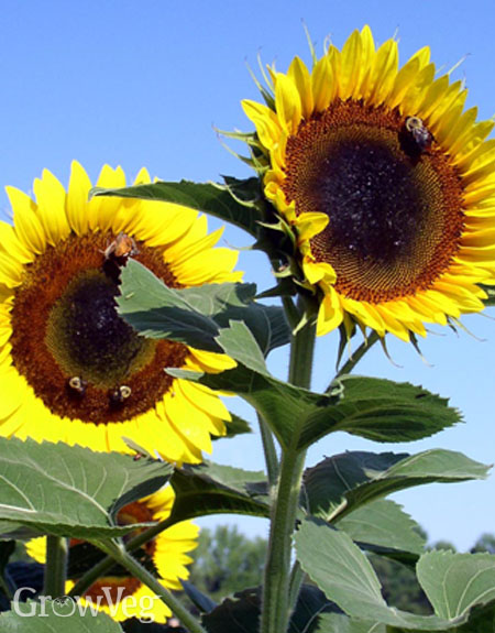 Sunflowers