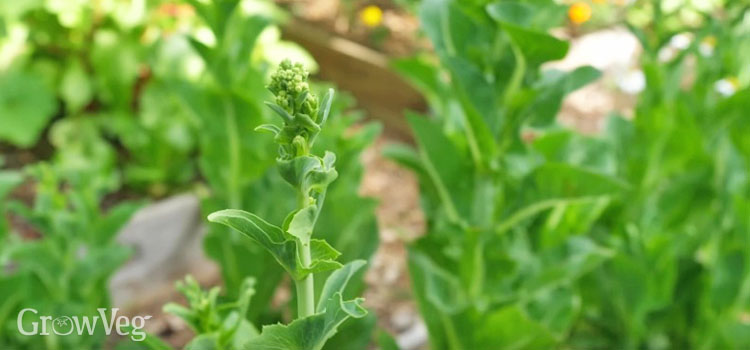 Bolting lettuce