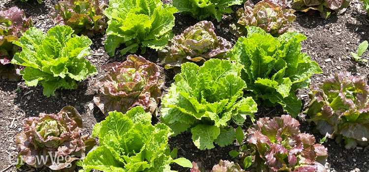Lettuces