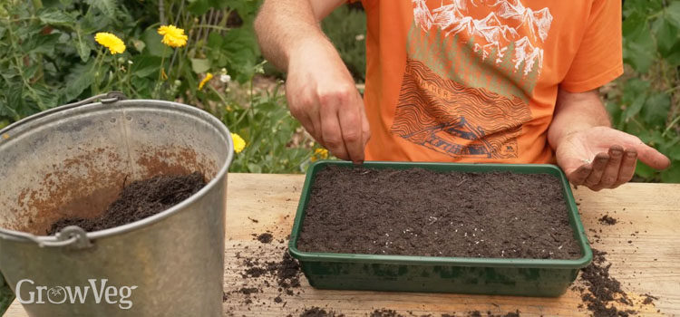 Sowing a seed tray