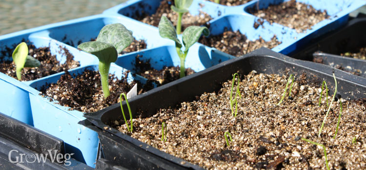 Summer-sown seedlings