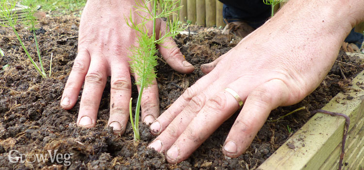 https://gardenplannerwebsites.azureedge.net/blog/summer-succession-planting-florence-fennel-2x.jpg