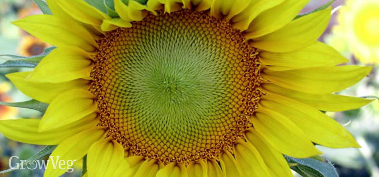 Sunflower in the vegetable garden