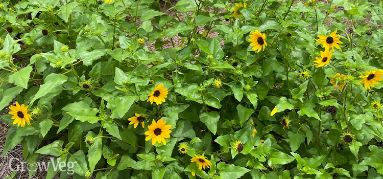 Beach sunflower