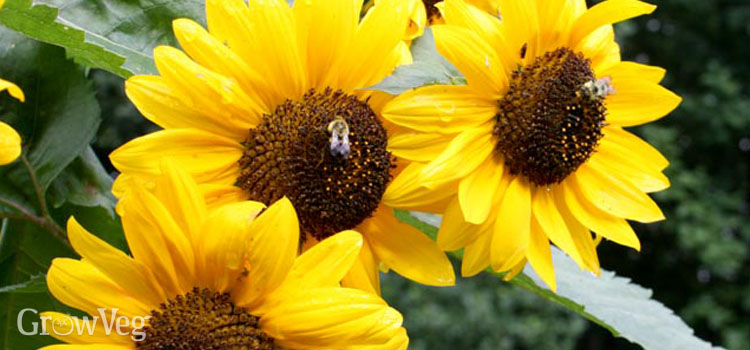 Growing sunflowers for bees