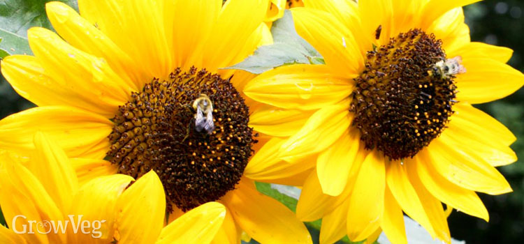 “sunflower-bees”