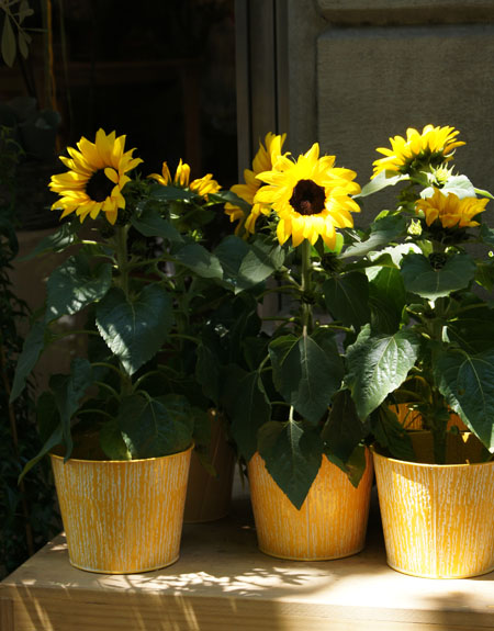 “sunflowers-in-pots”