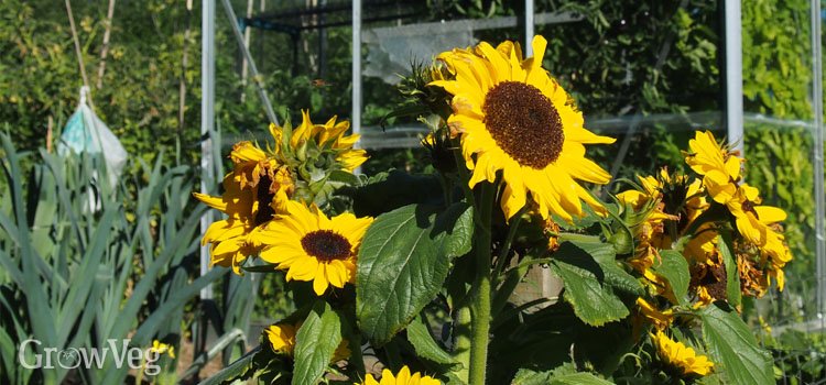“Sunflowers