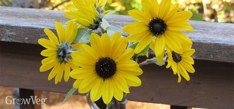 Silverleaf sunflower bouquet