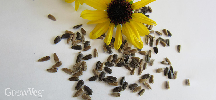 Silverleaf sunflower seeds