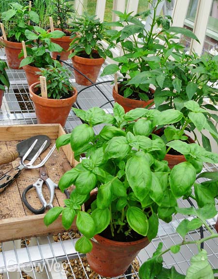 Basil